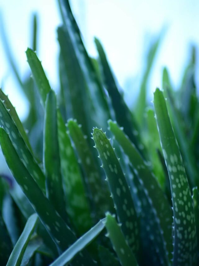 Facts you never knew about aloe